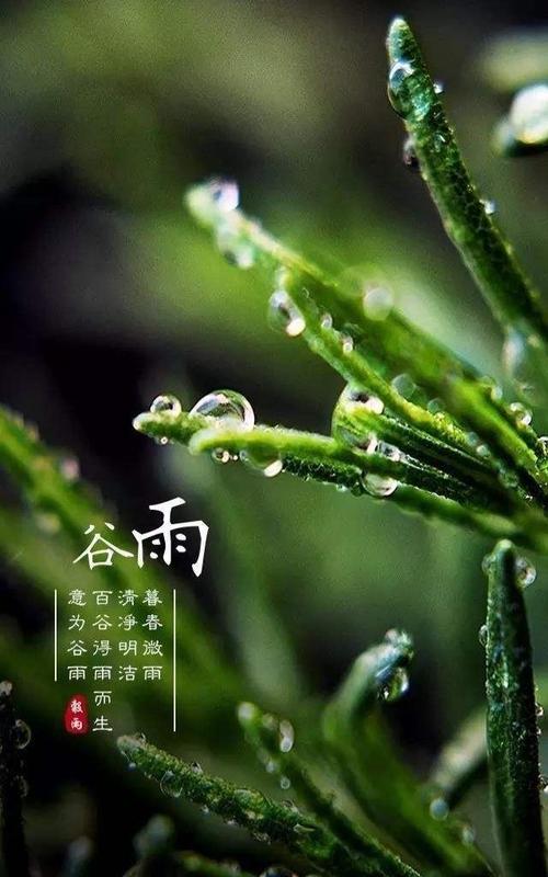 谷雨时节：春的终章，夏的序曲(图2)