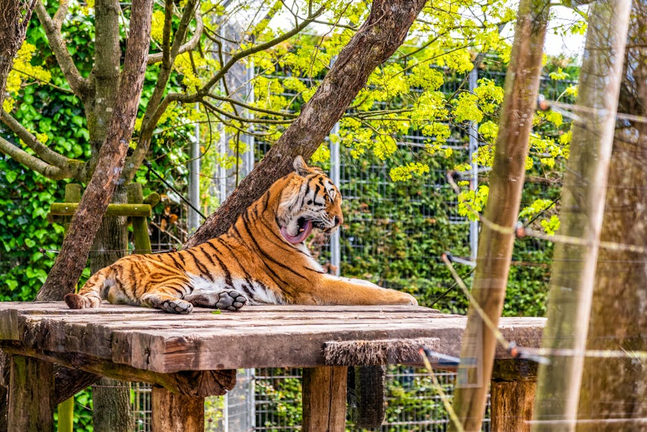 探秘地支生肖文化：虎猪六合的神秘寓意(图4)