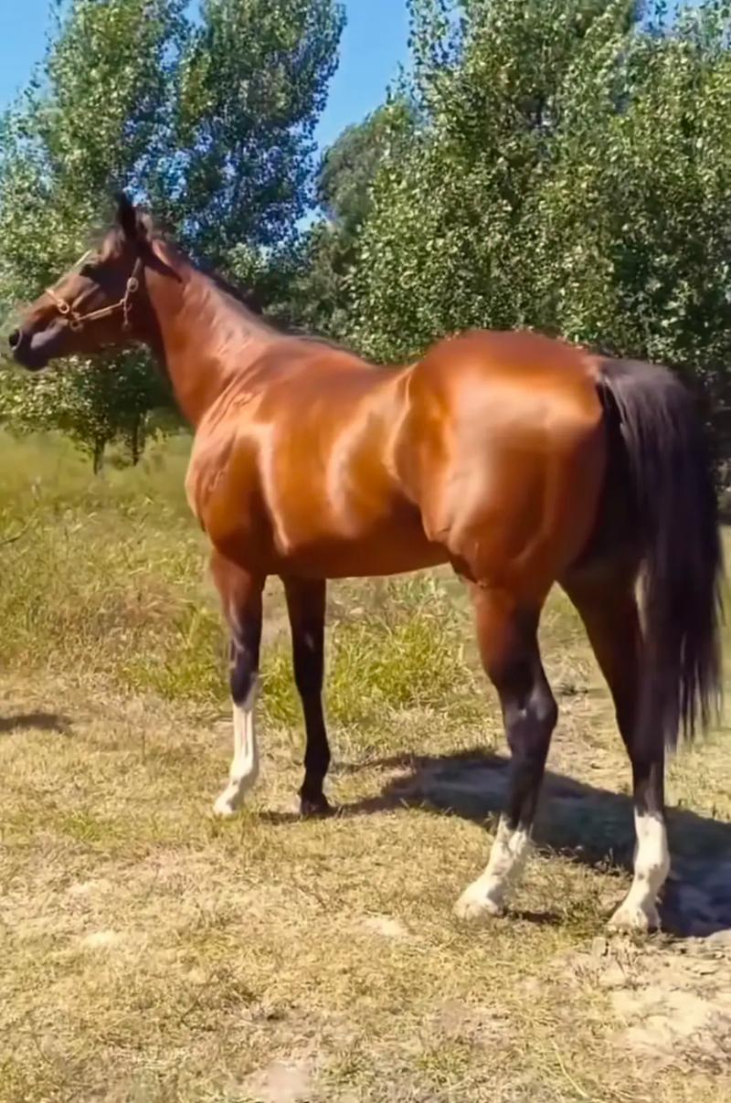 牧区交通安全困局：当现代车轮遇上千年马蹄(图1)